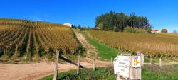 Raidillon dans le vignoble (poussage possible)