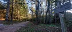 Dans la forêt