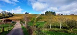 Vignoble de la Côte Roannaise