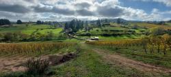 Vignoble de la Côte Roannaise