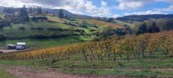 Vignoble de la Côte Roannaise