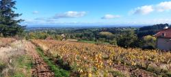 Vignoble de la Côte Roannaise