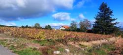Vignoble de la Côte Roannaise