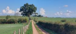 Chemin de campagne