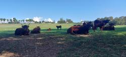 Vaches