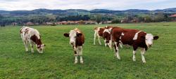 Vaches