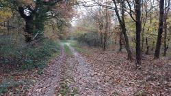 Bois de Joux