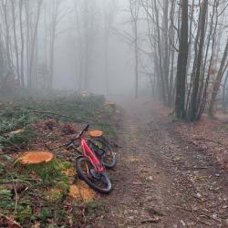 Sous bois dans le brouillard
