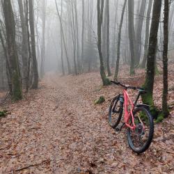 Sous bois dans le brouillard