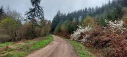 Piste et arbres en fleur