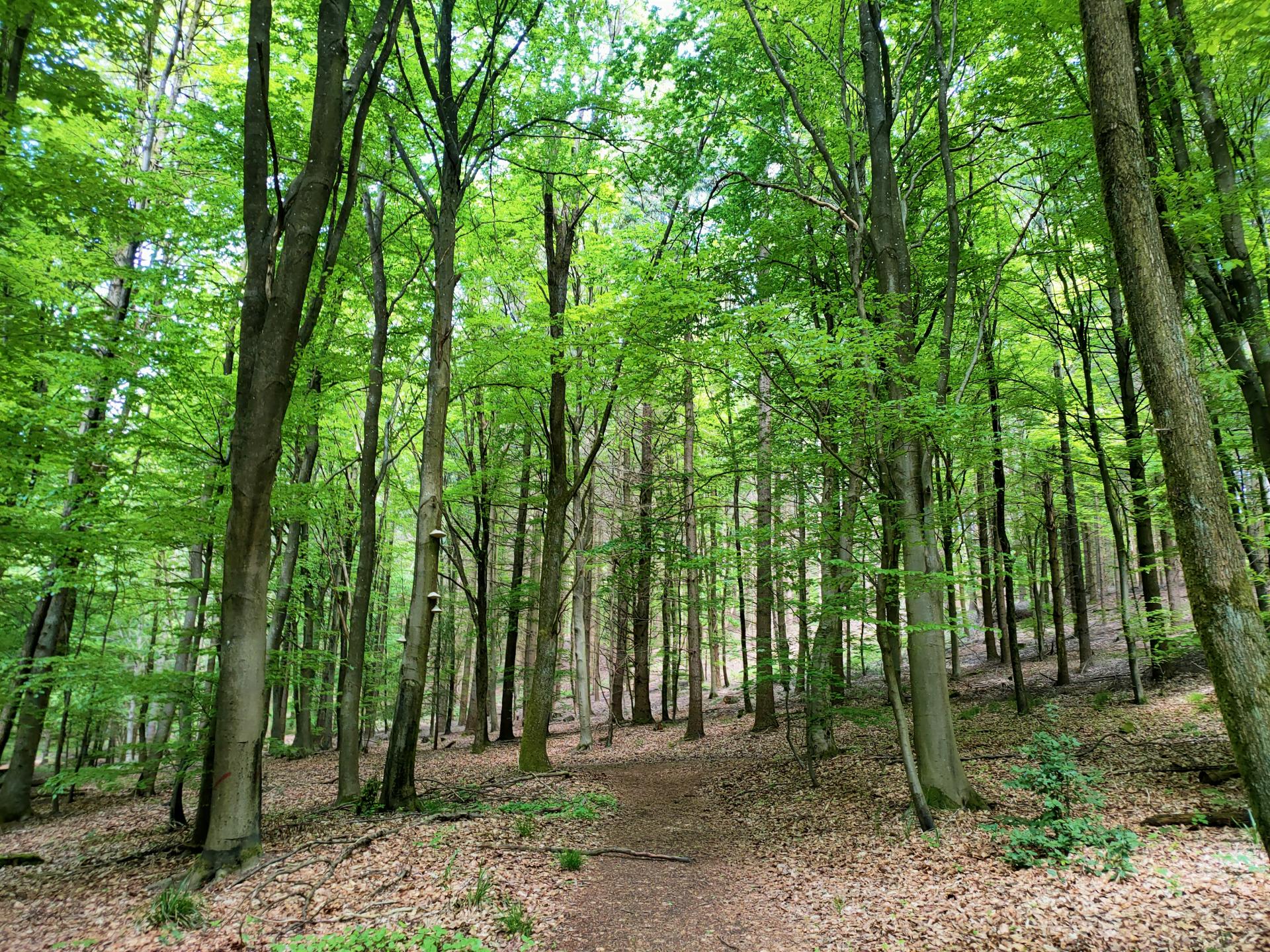 Balade sur les hauteurs de Saint-Jean-Saverne