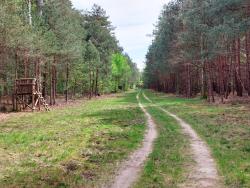 Piste forestière et miradors en Sologne