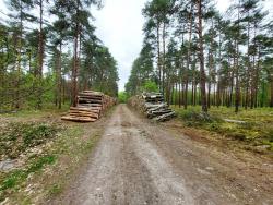 Piste forestière en Sologne
