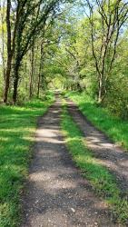 Chemin en Sologne