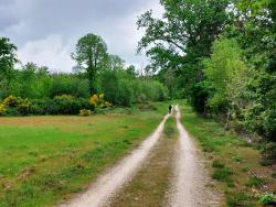Forêt Domaniale de Lamotte-Beuvron