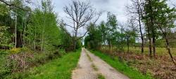 Chemin forestier Solognot