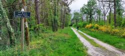 Forêt Domaniale de Lamotte-Beuvron, Carrefour de la Tremblaye