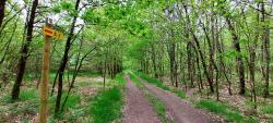 Chemin en Sologne