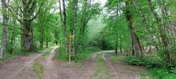 Chemin en Sologne