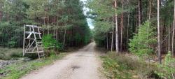 Piste forestière et mirador en Sologne