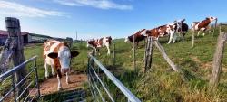 Vaches à la Croix de Malle