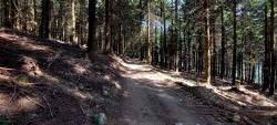 Piste dans les sapins