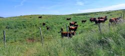 Paysage du Cézallier et vaches Salers