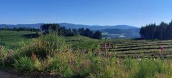 Paysage