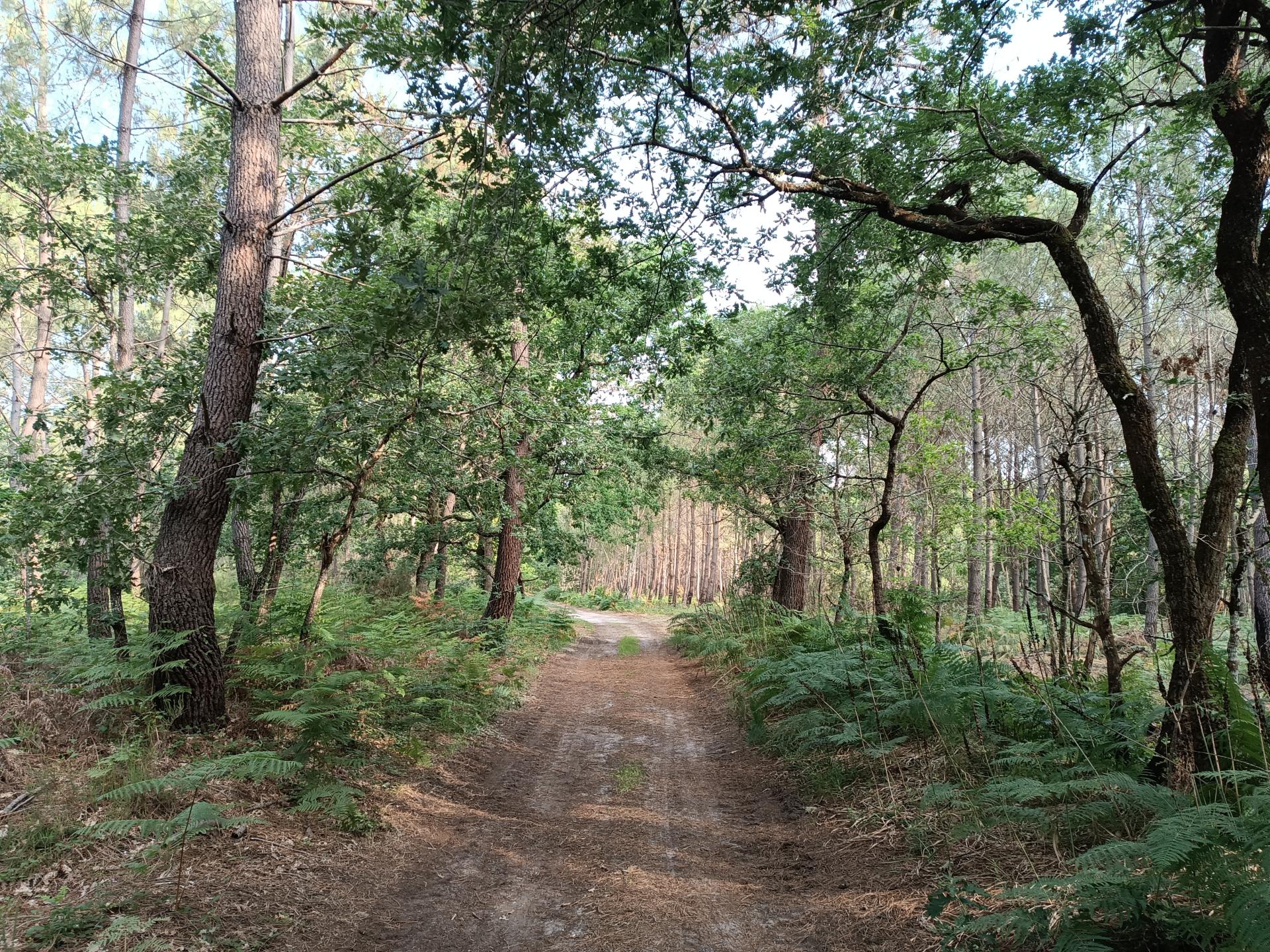 Dans les bois médocains