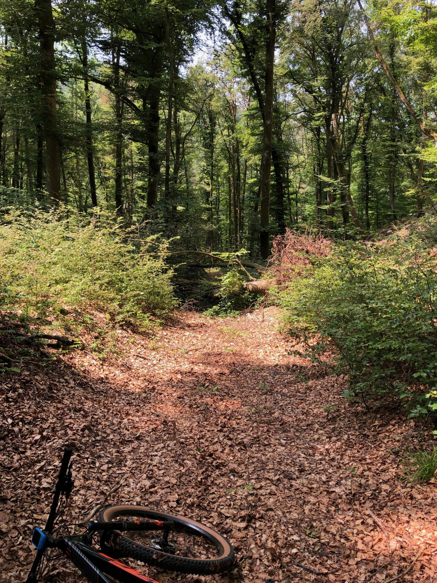 Rossberg - Wasenhütte - Grenzwegtrail