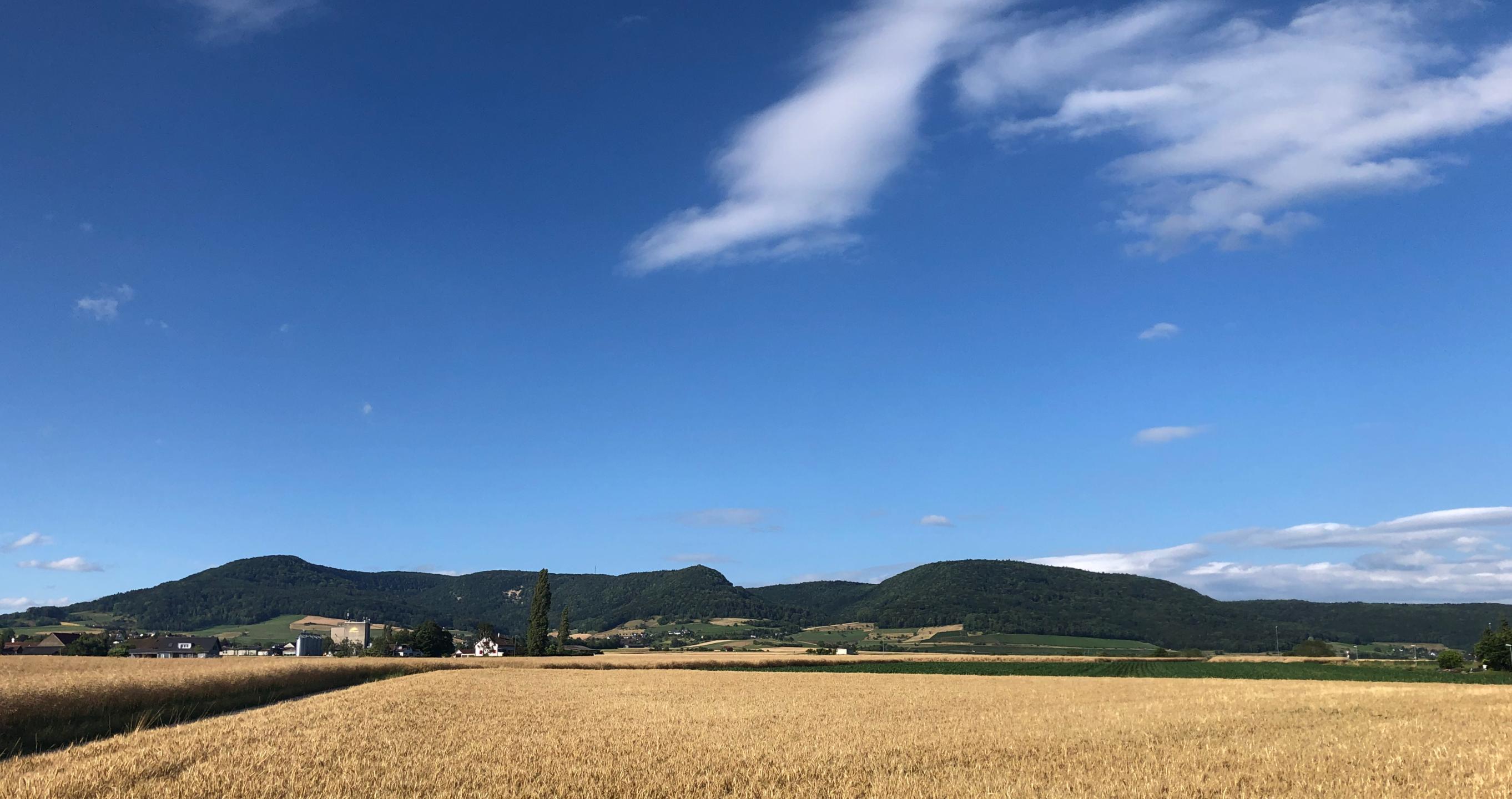 Boucle du Randen avec ses tours panoramiques