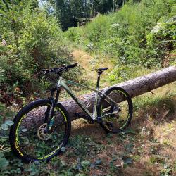 Sunn à Suin, arbre tombé sur le chemin