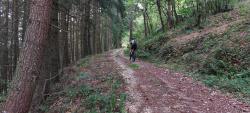 Piste forestière