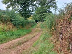 Chemin herbeux