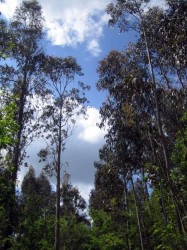 Forêt d'eucalyptus