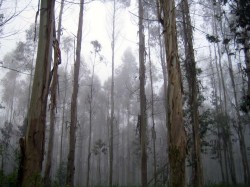 Forêt d'eucalyptus