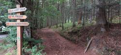 Joli sous-bois du Beaujolais