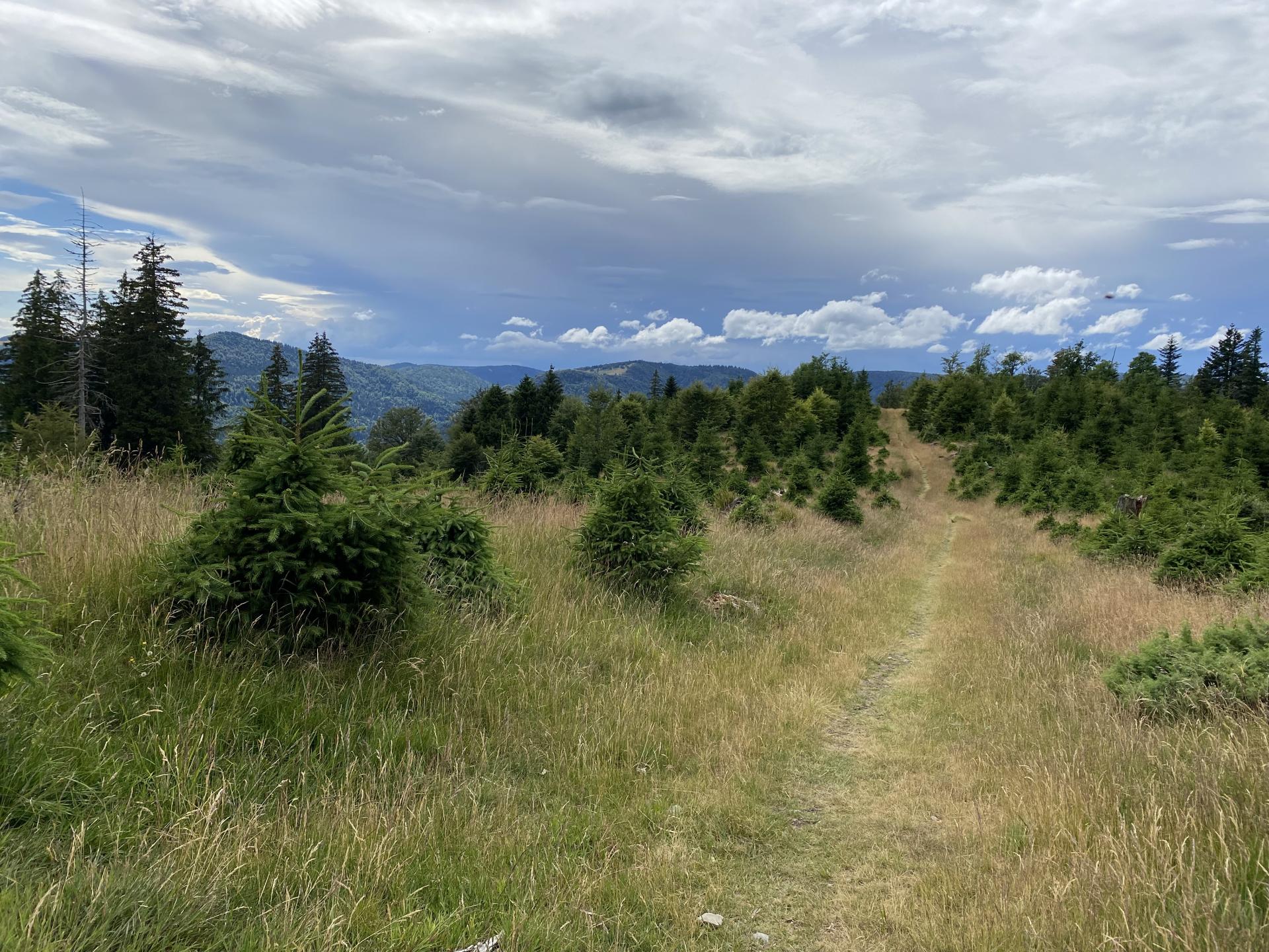 Vers les fermes auberges du Treh et Markstein
