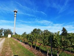 Vignoble de Saint Pourçain