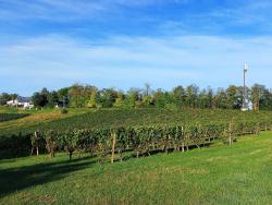 Vignoble de Saint Pourçain
