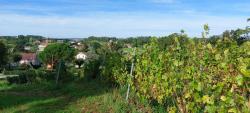 Vignoble avec vue sur Briailles