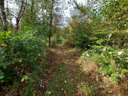 Sentier sympa dans le bois de Briailles...
