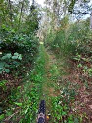 Sentier sympa dans le bois de Briailles... qui se termine en single