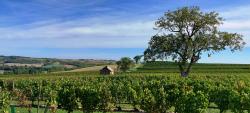 Vignoble