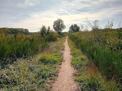 Single dans la clairière