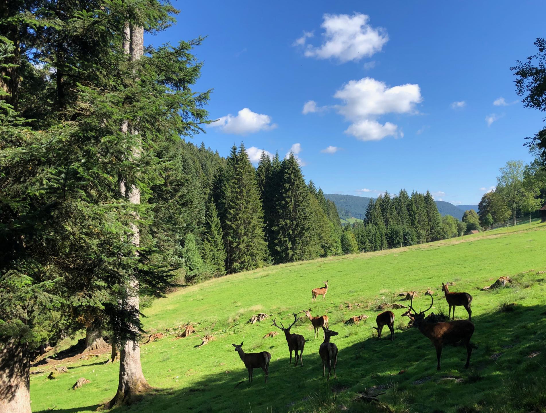 Baiersbronn - Guter Ellbach - Stöckerkopf