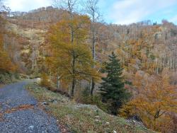 piste forestière