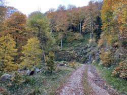 piste forestière