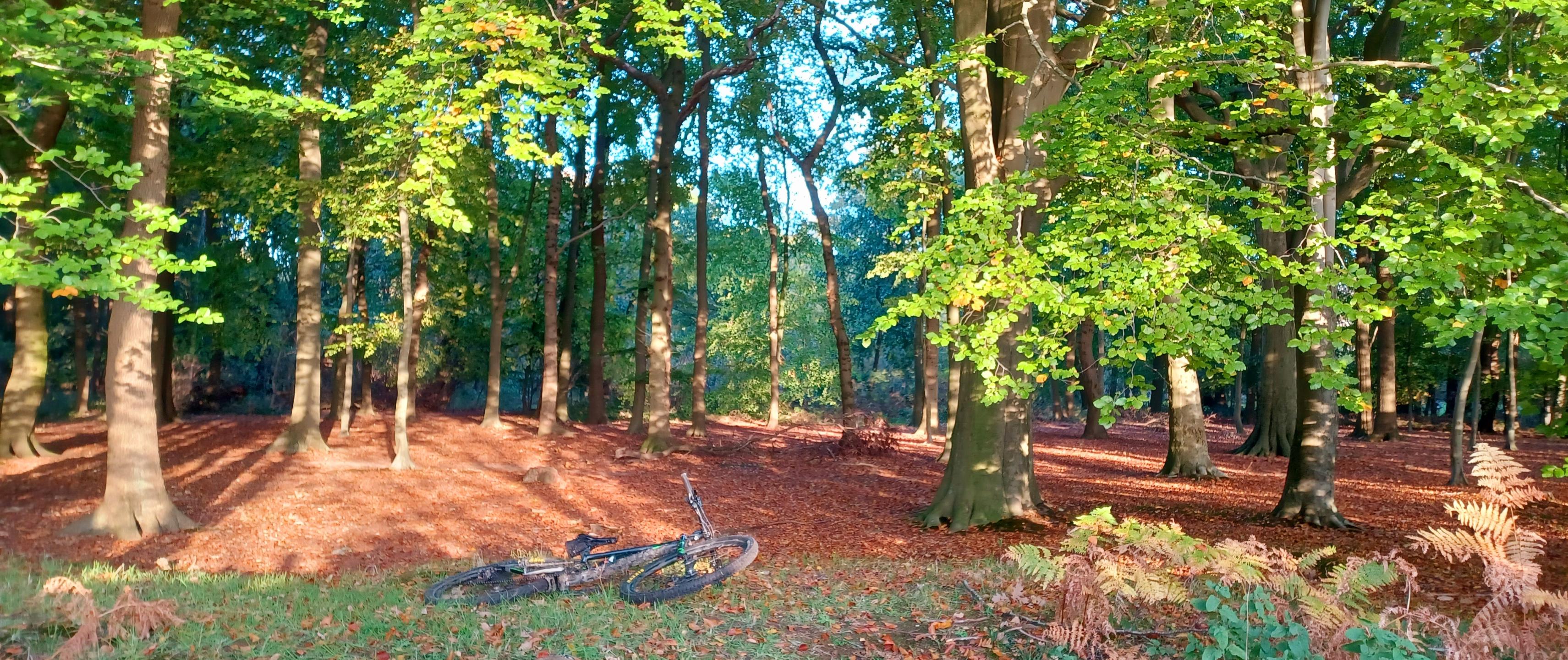 Forêt de Montgeon - Parc de Caucriauville - Parc de Rouelles