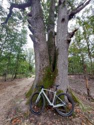Gros tronc d'arbre
